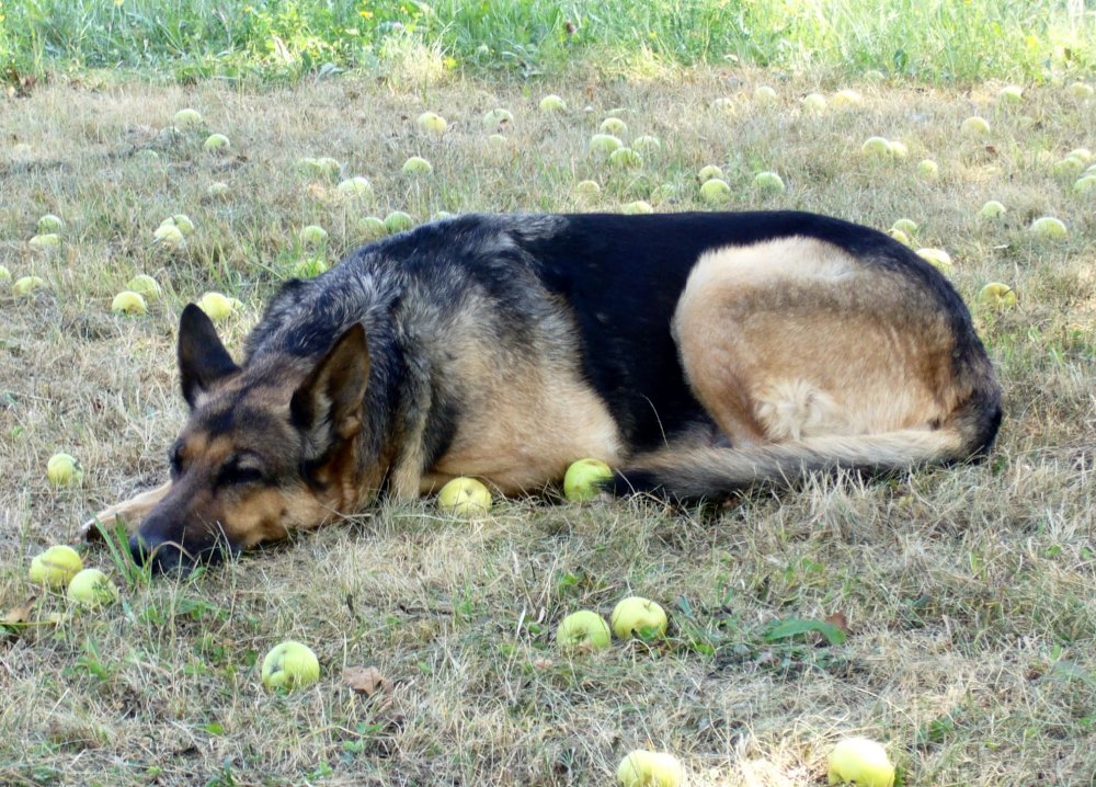 Bonny Äpfel