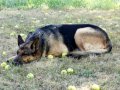 Bonny-Äpfel
